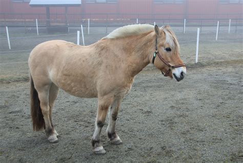 Fjord Horses: Breed Profile, Facts, Photos and More - Seriously Equestrian