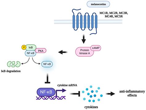 IJMS | Free Full-Text | The Melanocortin System: A Promising Target for the Development of New ...