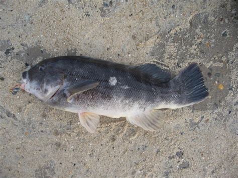 Tautog (Blackfish) Professor Fish | www.roughfish.com