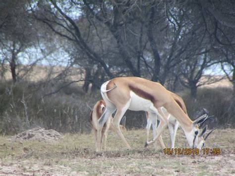 Buffelsfontein Game & Nature Reserve - Day Tours (Darling) - All You Need to Know BEFORE You Go ...