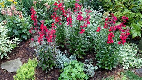 Lobelia Cardinalis 'Cardinal Flower' | The Big Little Garden | Nashua, NH