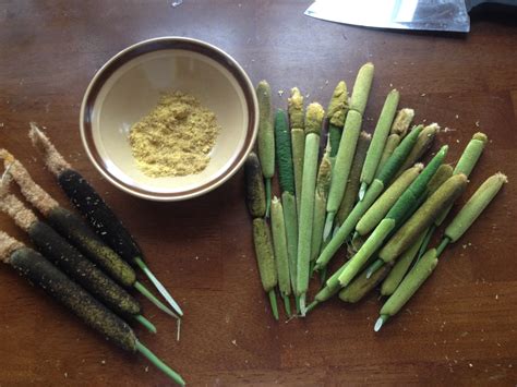 Cattails for Dinner! | Laughing Lichen Wildcrafted Herb & Tea