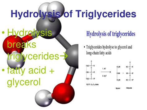 PPT - Molecules of Life PowerPoint Presentation, free download - ID:640901