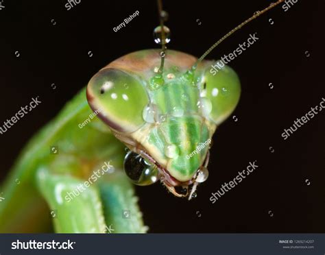 61 Tenodera Aridifolia Sinensis Images, Stock Photos & Vectors | Shutterstock