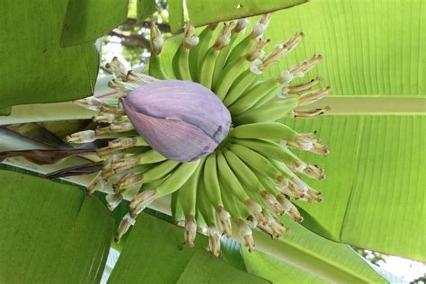 Banana Tree Flower Free Stock Photo - Public Domain Pictures