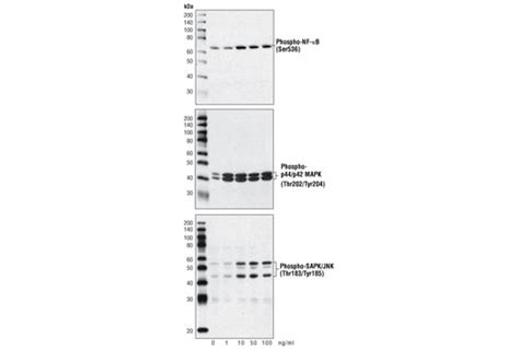 CD40 Ligand | Cell Signaling Technology