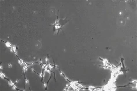 1: Neurons under a microscope | Download Scientific Diagram