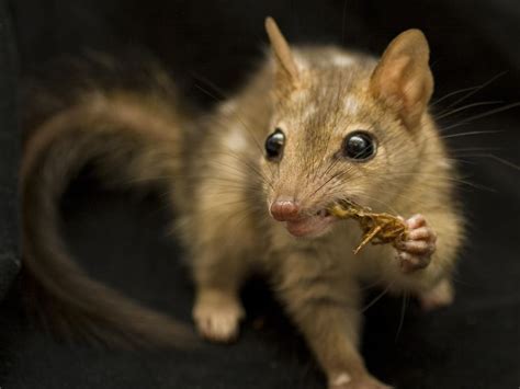 Quoll | Animal Wildlife