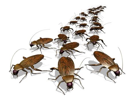 How to Prevent and Eliminate Roaches from your Indianapolis Home or Business | Freedom Pest Control