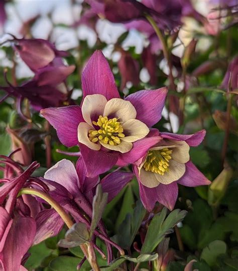 Aquilegia x Earlybird™ Purple White Earlybird™ Purple White Columbine from Prides Corner Farms