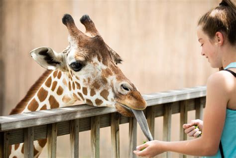 Giraffe Feeding Station – Sedgwick County Zoo