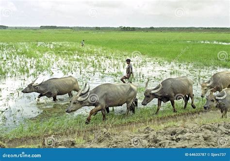 Farmer with Water Buffaloes on His Way To Croplands Editorial Photography - Image of asia ...