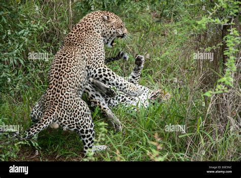 Leopards fighting hi-res stock photography and images - Alamy