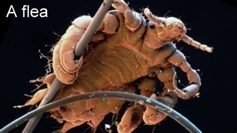 Arthropods - Mrs. Ward