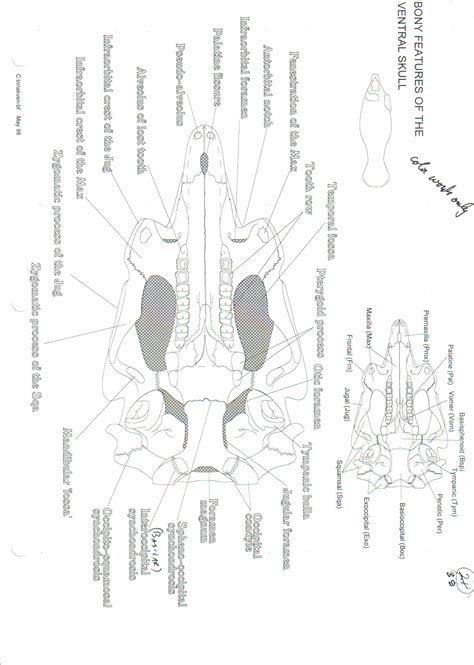 Manatee Skeletal Anatomy Images - Fossil ID - The Fossil Forum