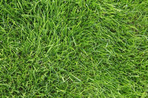 Types Of Lawn Grass Victoria / The Best Types Of Grass For Melbourne ...