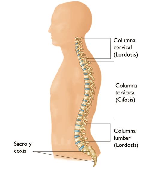 Convertir Abolido embotellamiento cola de caballo columna lumbar pala ...