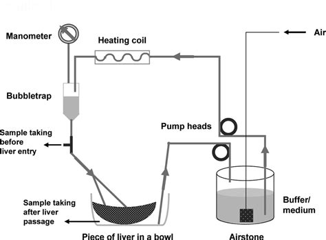 Schematic diagram of the perfusion assembly. | Download Scientific Diagram