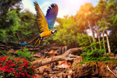 375x667 resolution | selective focus photography of yellow and purple bird flying HD wallpaper ...