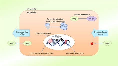 Frontiers | Multidrug Resistance in Cancer: Understanding Molecular ...