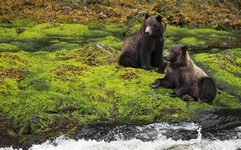 New Roads in Tongass National Forest Could Harm Bears | Sierra Club