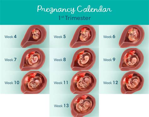 First Trimester Pregnancy | What To Expect & Baby Development