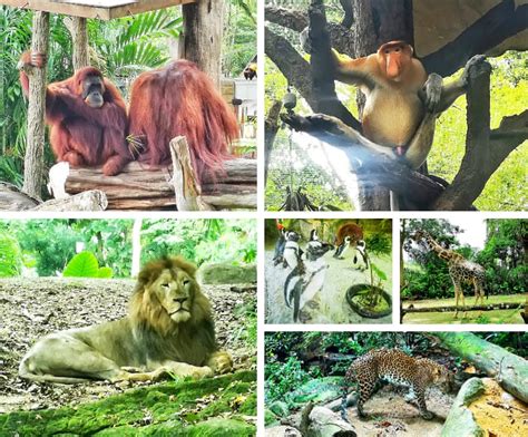 Singapore Zoo Reviews with Photos & How to Go Guide