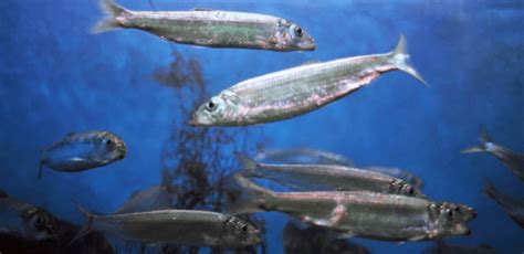 The Popular Herring | Critter Science