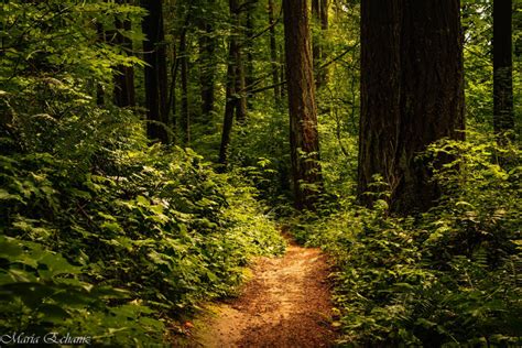 Close-to-Home: Forest Park’s Trails in the Time of Coronavirus - Forest ...