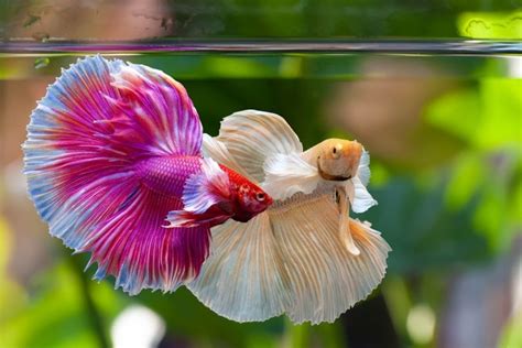 Male Betta Fish Fighting