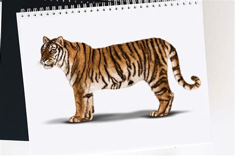 Top more than 76 tiger sketch full body best - seven.edu.vn