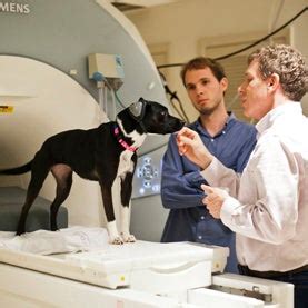 Brain Scans Reveal Dogs' Thoughts - Scientific American