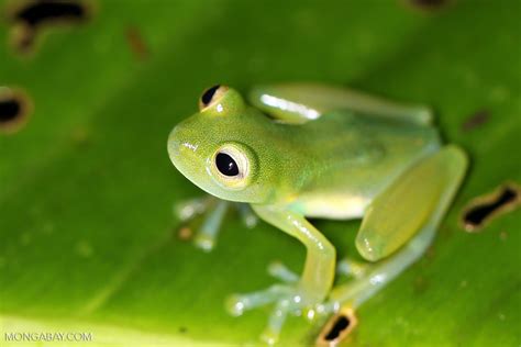 Tropical Rainforest Amphibians