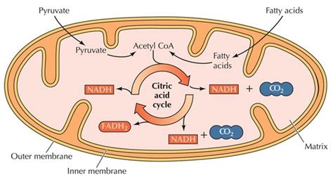 Krebs Cycle - Cellular Respiration