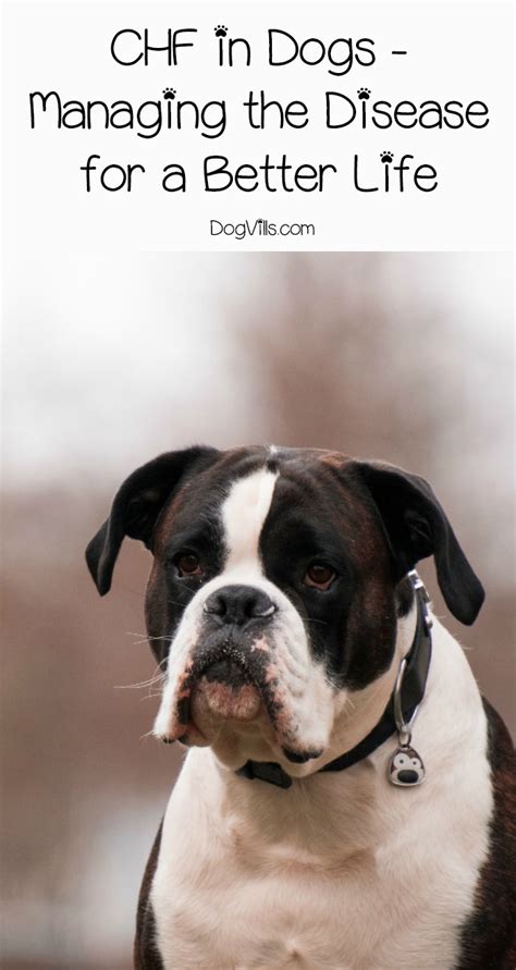 CHF in Dogs - Managing the Disease for a Better Life - DogVills