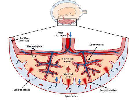 The Extrafetal Environment Diagram | Quizlet