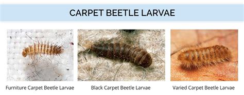 carpet beetle life cycle photos - Eartha Kirkwood