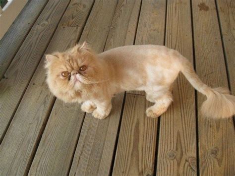 Persian Cat Grooming Styles