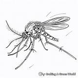 Fly Coloring Pages  Free & Printable sketch template