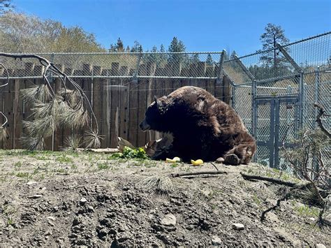 Big Bear Alpine Zoo - Mike Dolan & Associates