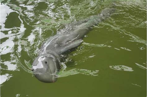 Sick dolphin calf improves with tube-fed milk, helping hands