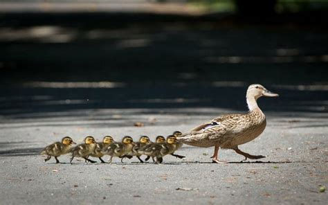 THE REST OF THE WAY: HAVING ALL MY DUCKS IN A ROW