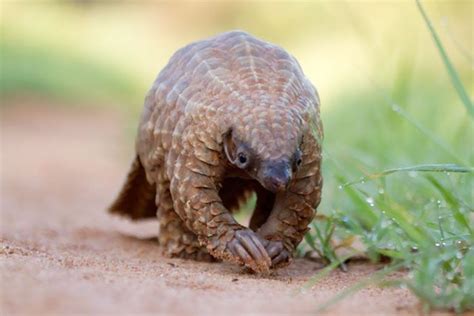 Baby Pangolins Are Undeniably Cute (30 pics)