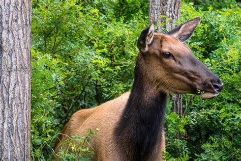 "Female Elk" Images – Browse 110 Stock Photos, Vectors, and Video ...