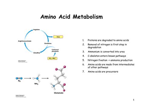 PPT - Amino Acid Metabolism PowerPoint Presentation, free download - ID:599037