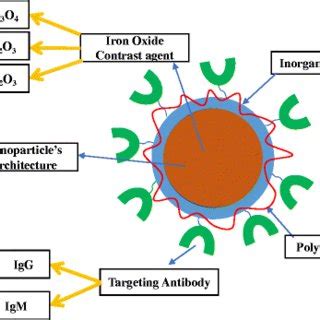 (PDF) MRI based on iron oxide nanoparticles contrast agents: effect of oxidation state and ...