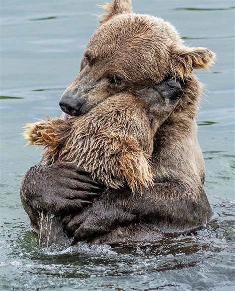 Bears hug. : r/AnimalsBeingBros