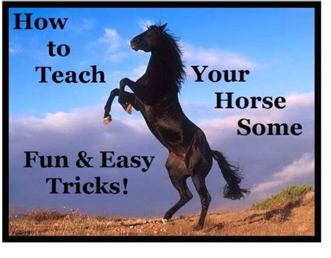 3 Simple Tricks to Teach Your Horse | Horses, Horse training, Horse care