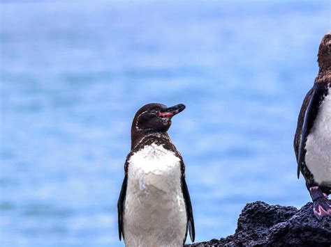 Galápagos Penguin | Species | WWF