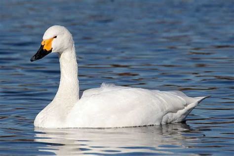 Tundra swan - Wikiwand